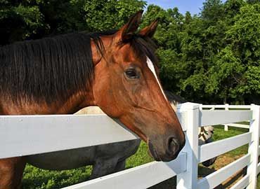 Horse-Aluminum-Fence