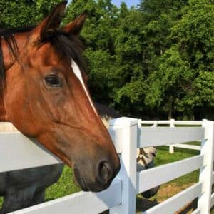 Vinyl-Horse-Fence